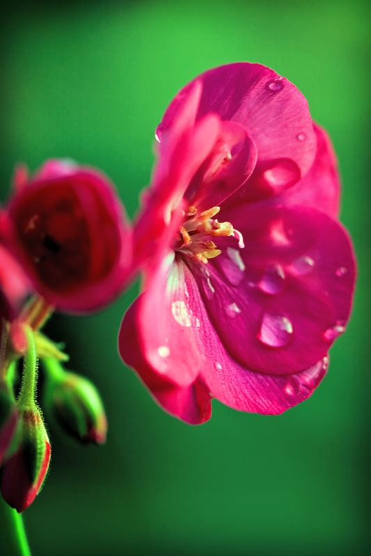Pink & Wet